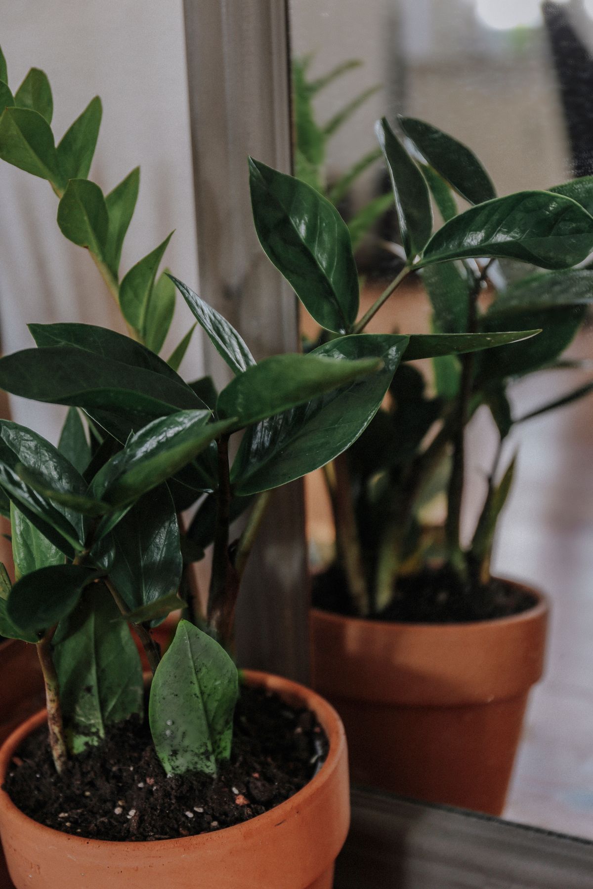 観葉植物