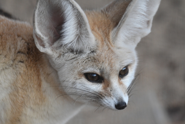 Big ears のフェネック